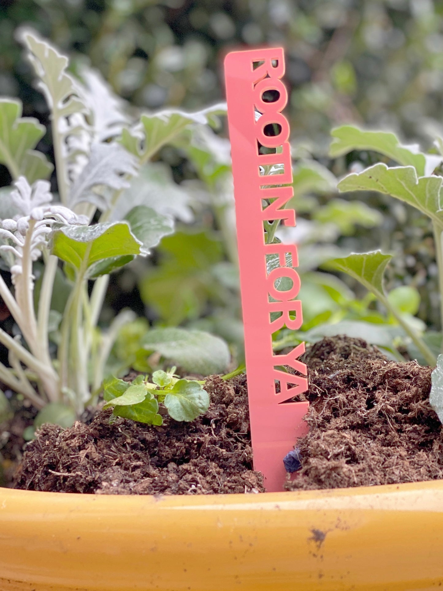 Classic Plant Markers