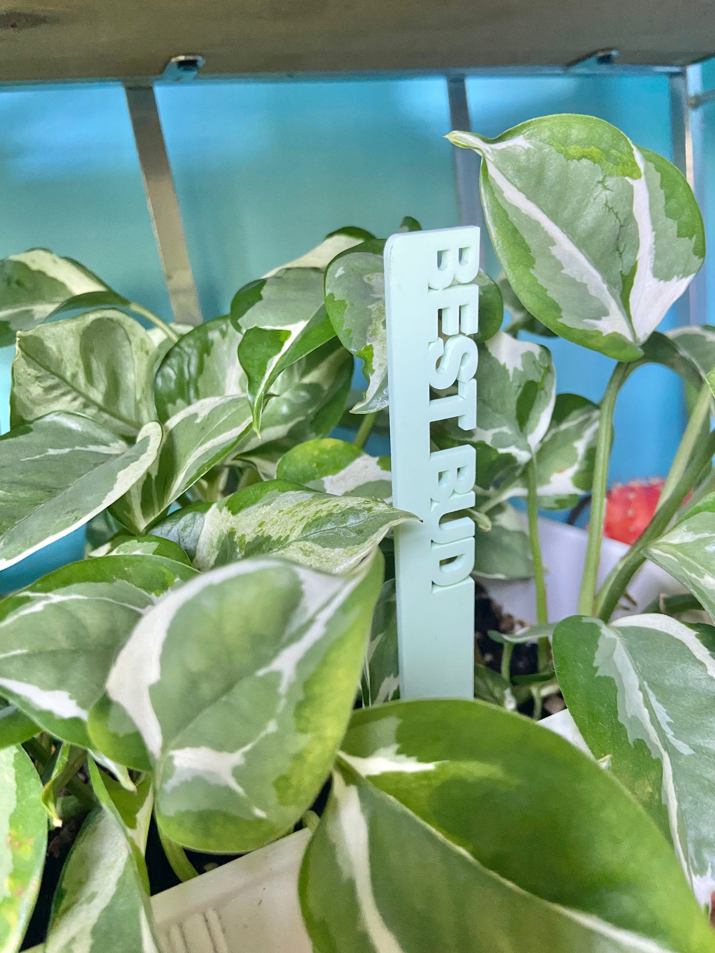 Classic Plant Markers